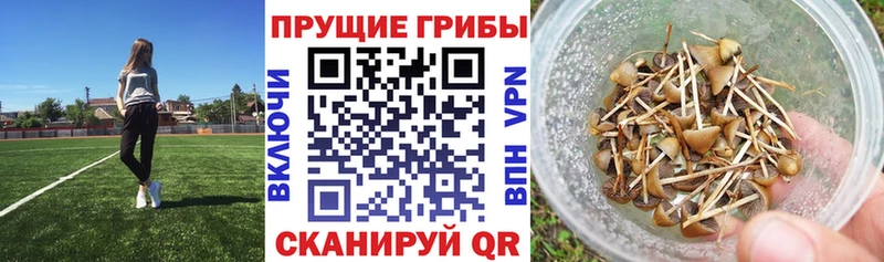 продажа наркотиков  Туринск  Галлюциногенные грибы GOLDEN TEACHER 